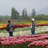 Imagen de Tulipanes en Chubut: cuándo comienza la temporada 2026, cuánto cuesta y qué se podrá hacer en Trevelin