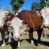 Imagen de Carne, ganado y fauna: las tres leyes que Río Negro actualizó y los principales cambios para el campo