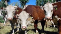 Imagen de Carne, ganado y fauna: las tres leyes que Río Negro actualizó y los principales cambios para el campo