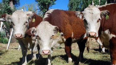 Carne, ganado y fauna: las tres leyes que Río Negro actualizó y los principales cambios para el campo