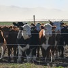 Imagen de La técnica de pastoreo nacida en Brasil que se prueba en la ganadería argentina: aumentó un 46% la producción de carne por hectárea