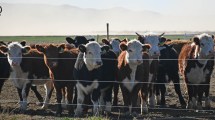 Imagen de La técnica de pastoreo nacida en Brasil que se prueba en la ganadería argentina: aumentó un 46% la producción de carne por hectárea