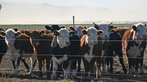 La técnica de pastoreo nacida en Brasil que se prueba en la ganadería argentina: aumentó un 46% la producción de carne por hectárea