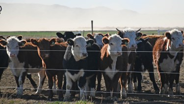 La técnica de pastoreo nacida en Brasil que se prueba en la ganadería argentina: aumentó un 46% la producción de carne por hectárea
