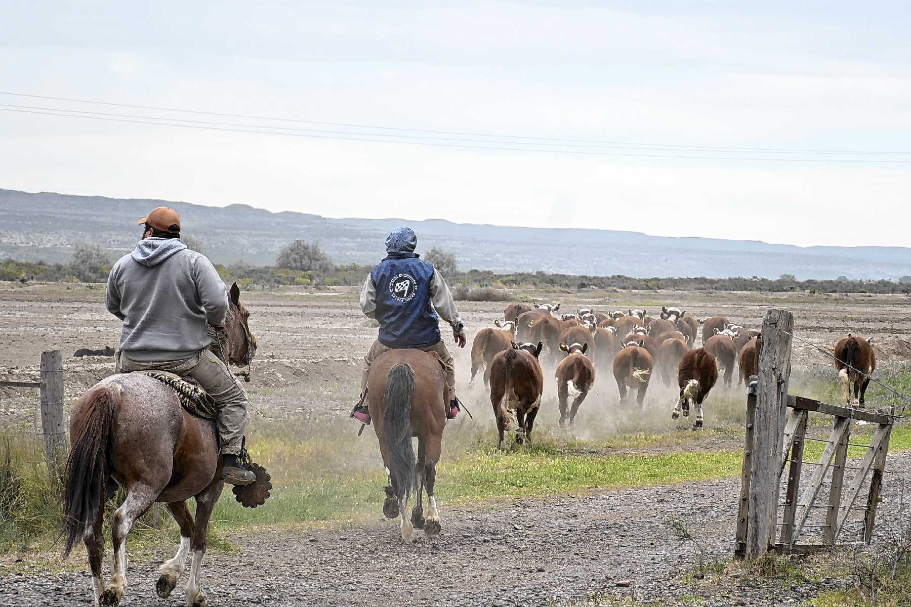 La 15° Expo Rural del Alto Valle ya tiene su cronograma completo y espera a ganaderos y familias este fin de semana