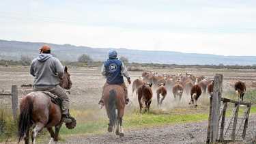La 15° Expo Rural del Alto Valle ya tiene su cronograma completo y espera a ganaderos y familias este fin de semana