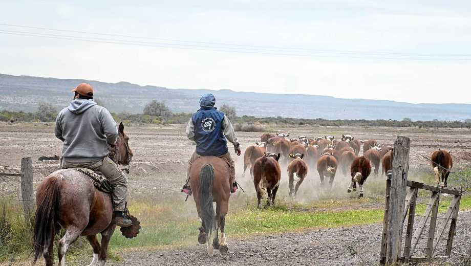 Cabaña El Molino estará presente en la Expo Rural del Alto Valle.