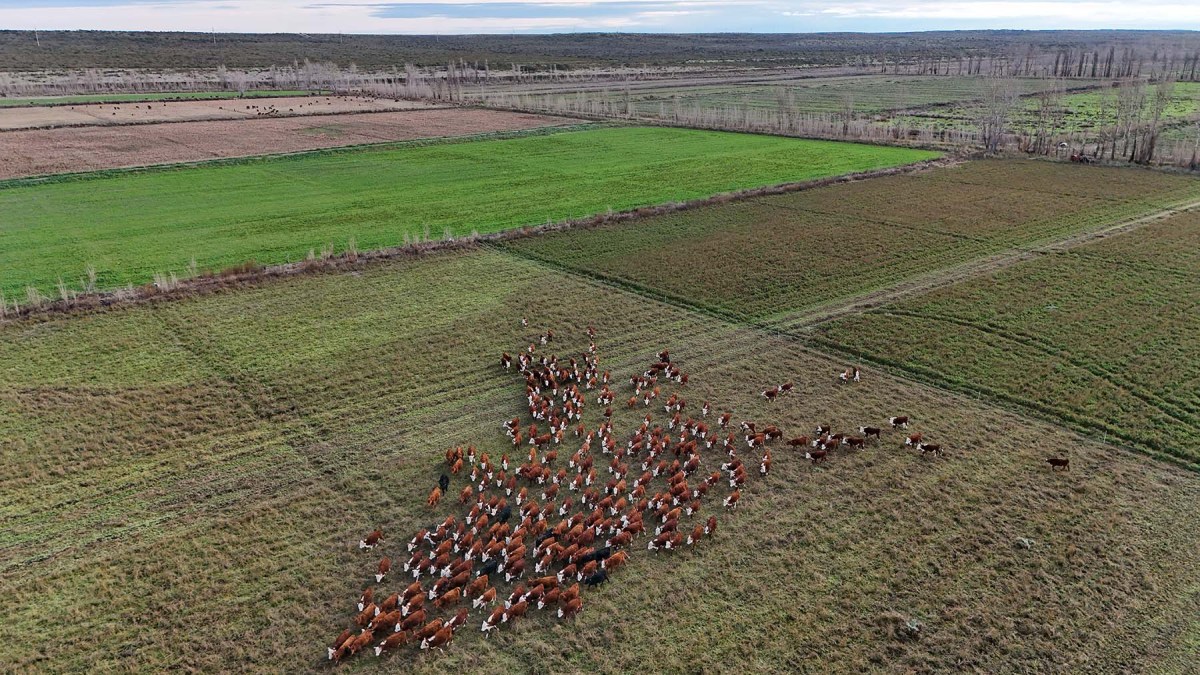 Campo ganadero en el Valle de Viedma, Río Negro.
