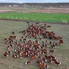 Imagen de IATF + Repaso con toros: una oportunidad para bajar costos en la cría de ganado bovino