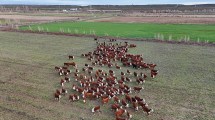 Imagen de IATF + Repaso con toros: una oportunidad para bajar costos en la cría de ganado bovino