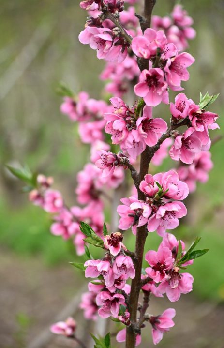 La primavera marca el comienzo de la etapa más vistosa del precioso Alto Valle.