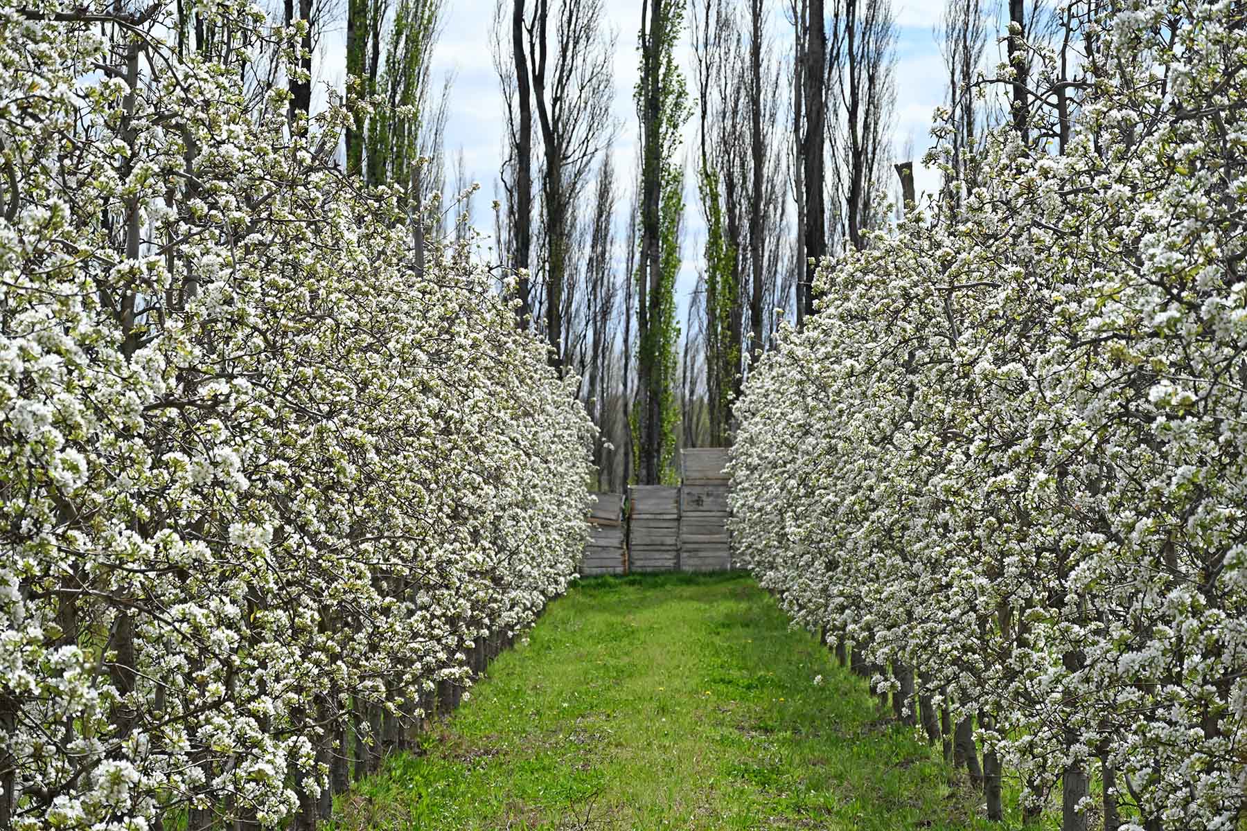 Alto Valle muestra una prometedora floración en la fruticultura 2026-2027