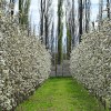 Imagen de La fruticultura de Río Negro y Neuquén da una primera gran señal para la temporada 2026-2027