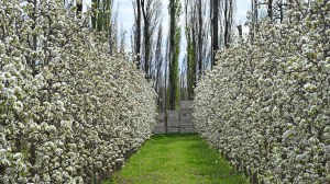 La fruticultura de Río Negro y Neuquén da una primera gran señal para la temporada 2026-2027