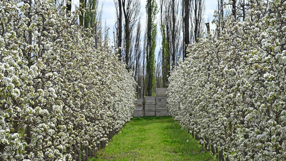 Cuadro de peras Packham's en Villa Regina: los árboles están repletos de flores. Foto: Florencia Salto.