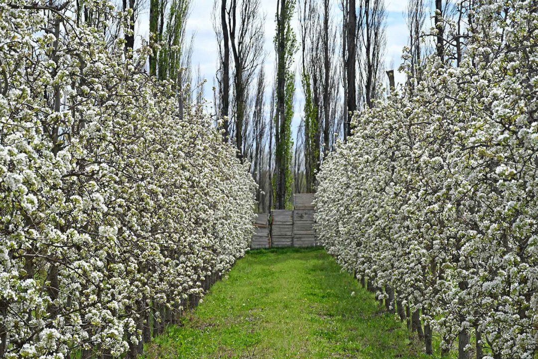 Cuadro de peras Packham's en Villa Regina: los árboles están repletos de flores.