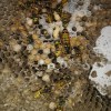 Imagen de Un estudio de Bariloche reveló cómo los nidos de chaquetas amarillas, cuando mueren, crean “islas de fertilidad”