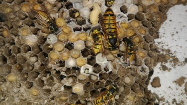 Un estudio de Bariloche reveló cómo los nidos de chaquetas amarillas, cuando mueren, crean “islas de fertilidad”
