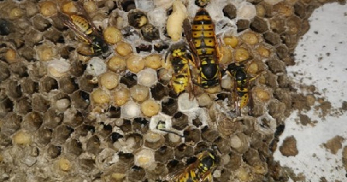 Investigación en Bariloche sobre chaquetas amarillas y su impacto en el suelo
