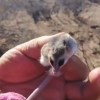 Imagen de "No era una laucha": encontraron un pequeña comadreja enana oculta entre la leña en Cutral Co y lograron salvarla