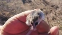 Imagen de «No era una laucha»: encontraron un pequeña comadreja enana oculta entre la leña en Cutral Co y lograron salvarla