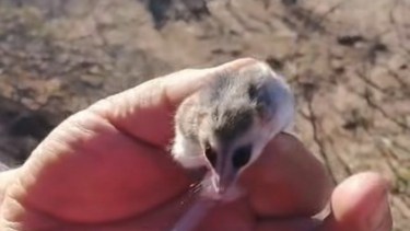 «No era una laucha»: encontraron un pequeña comadreja enana oculta entre la leña en Cutral Co y lograron salvarla