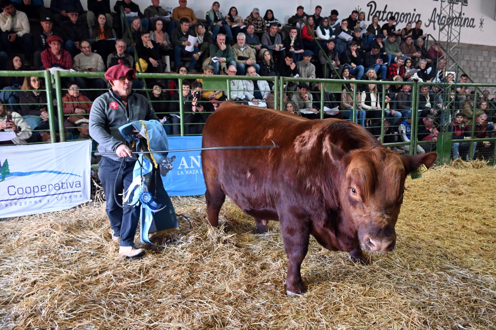Remate de campeones Angus y Hereford en la Expo Rural de Viedma alcanzó $30 millones