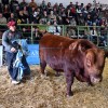 Imagen de Genética de elite en Viedma: los grandes campeones Angus y Hereford de la Patagonia se vendieron hasta en $30 millones