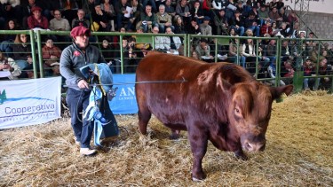 Genética de elite en Viedma: los grandes campeones Angus y Hereford de la Patagonia se vendieron hasta en $30 millones