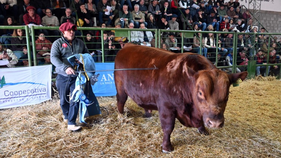 El Gran Campeón de la Expo Rural de Viedma, uno de los ejemplares destacados que salió a remate. Foto: Marcelo Ochoa.