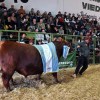 Imagen de Las ventas de reproductores en la 30° Exposición Rural de Viedma superaron los $1.200 millones