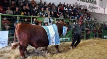 Imagen de Las ventas de reproductores en la 30° Exposición Rural de Viedma superaron los $1.200 millones