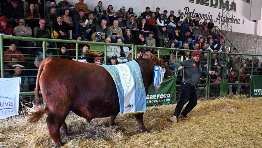 El remate del domingo en la Expo Rural de Viedma.