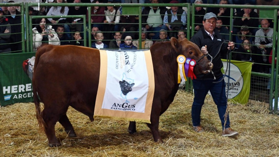 Venta de reproductores en la 30° Expo Rural de Viedma y 13° Nacional Patagónica de Angus.
