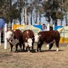 Imagen de Expo Rural de Conesa: quiénes son los grandes campeones de Angus y cómo sigue la jura de Hereford