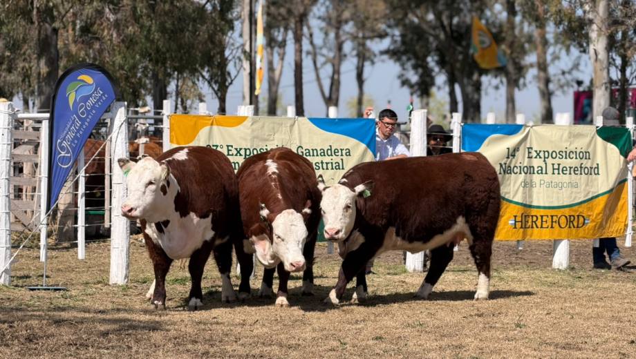 La 14° Exposición Nacional Patagónica de Hereford es uno de los principales atractivos de la Expo Rural de General Conesa. Foto: Auribel Zuarce.