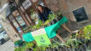 Ni la nieve frenó la tradición: Villa La Angostura regaló plantines por el Día de la Primavera