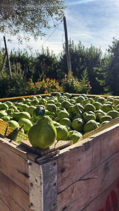 La producción de las chacras está compuesta principalmente por manzanas y peras.