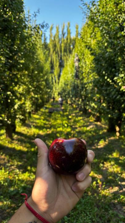 La producción de las chacras está compuesta principalmente por manzanas y peras.