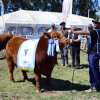 Imagen de 46° Expo Rural de Choele Choel: Angus puso en pista el trabajo de la genética adaptada a la región