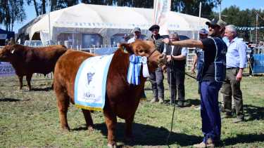 46° Expo Rural de Choele Choel: Angus puso en pista el trabajo de la genética adaptada a la región