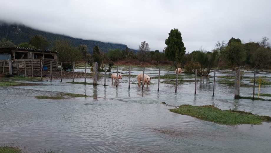 Los animales, la preocupación de los crianceros. Fotgo: gentileza