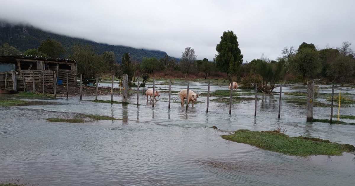Inundaciones en El Foyel: Familias aisladas y desafíos para la crianza de animales