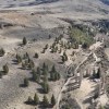 Imagen de Casi la mitad de los pinos de Bariloche son producto de la invasión y no de plantaciones