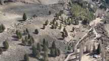 Imagen de Casi la mitad de los pinos de Bariloche son producto de la invasión y no de plantaciones