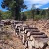 Imagen de Leña de pino: un estudio en el parque Lanín derriba mitos y confirma su poder para calefaccionar