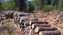 Imagen de Leña de pino: un estudio en el parque Lanín derriba mitos y confirma su poder para calefaccionar