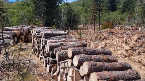 Leña de pino: un estudio en el parque Lanín derriba mitos y confirma su poder para calefaccionar