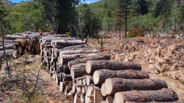 Leña de pino: un estudio en el parque Lanín derriba mitos y confirma su poder para calefaccionar