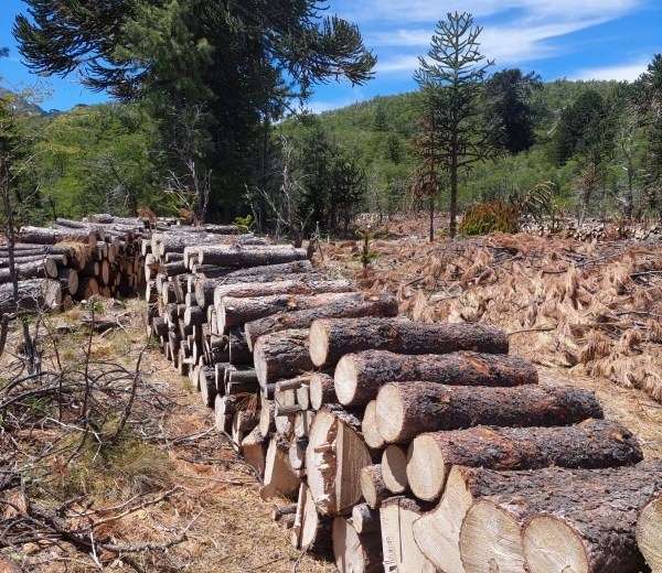 El estudio fue publicado en la revista científica Ecología Austral. Foto: gentileza